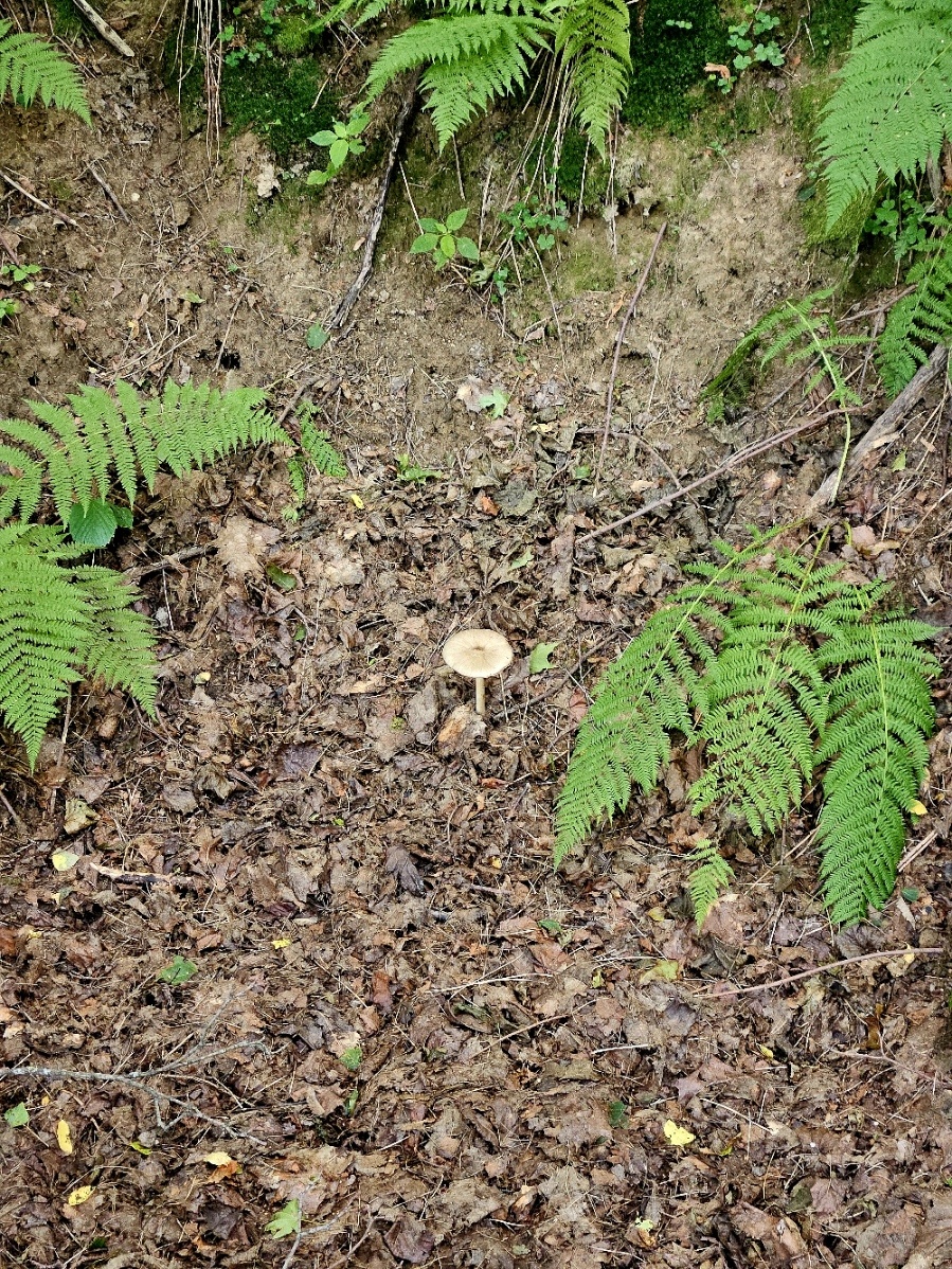 Может сыроежка, а может поганка, но очень стройная. Прямо красавица!