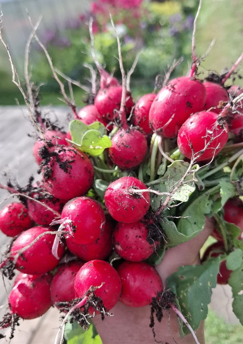 Пучок редиски