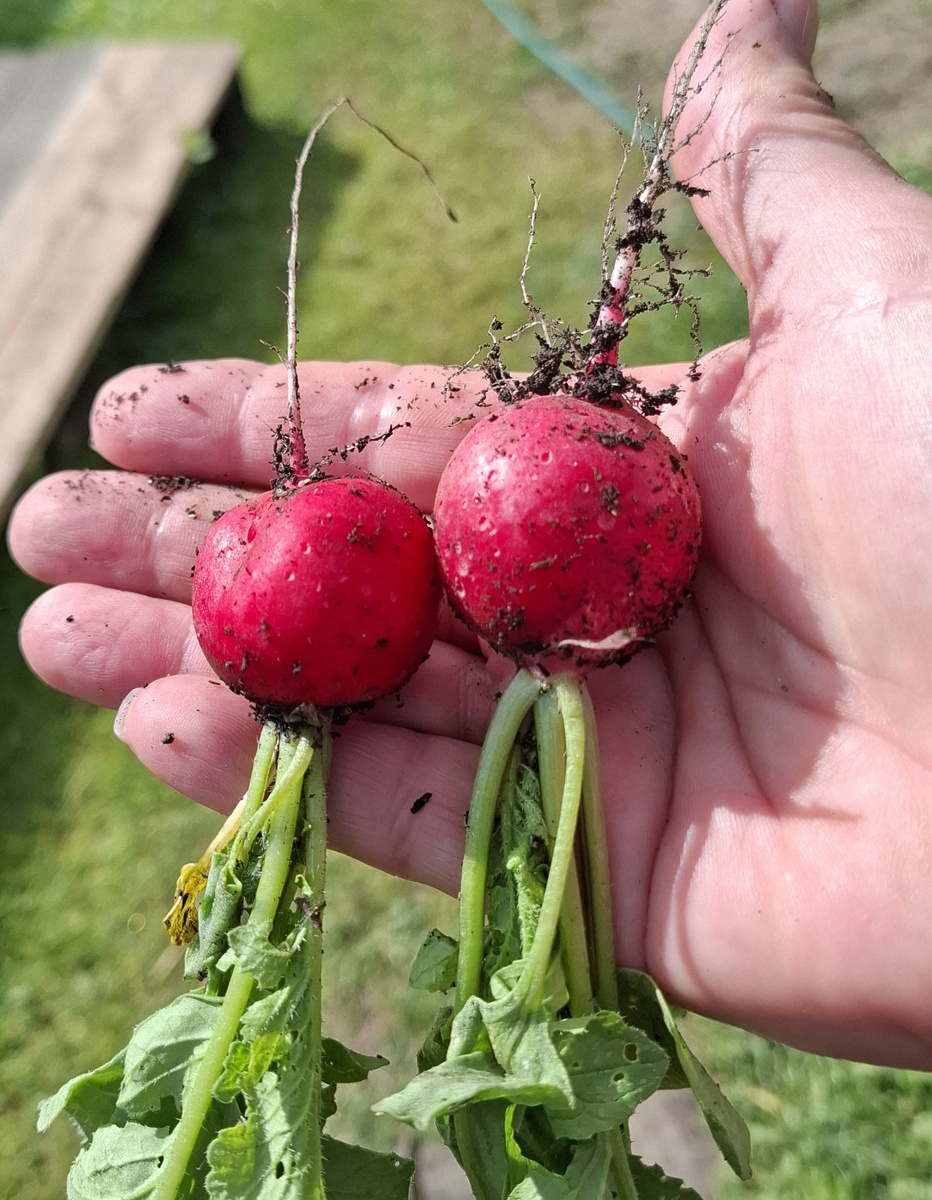 Вот такие крупные