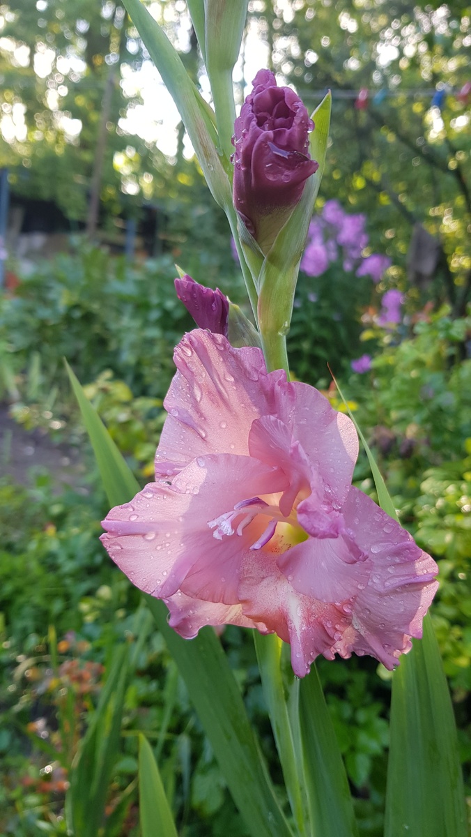 Гладиолус сорт "Шоколадница". август 2025 года