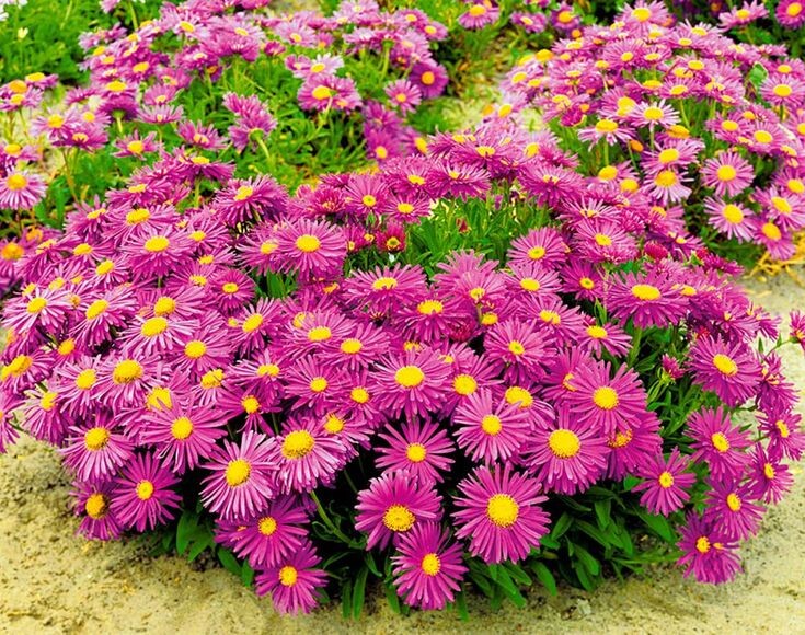 Многолетние астры. Источник фото Pinterest