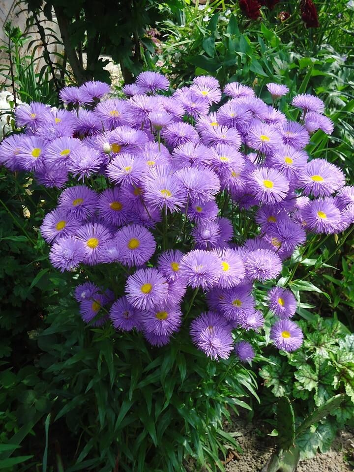 Многолетние астры. Источник фото Pinterest