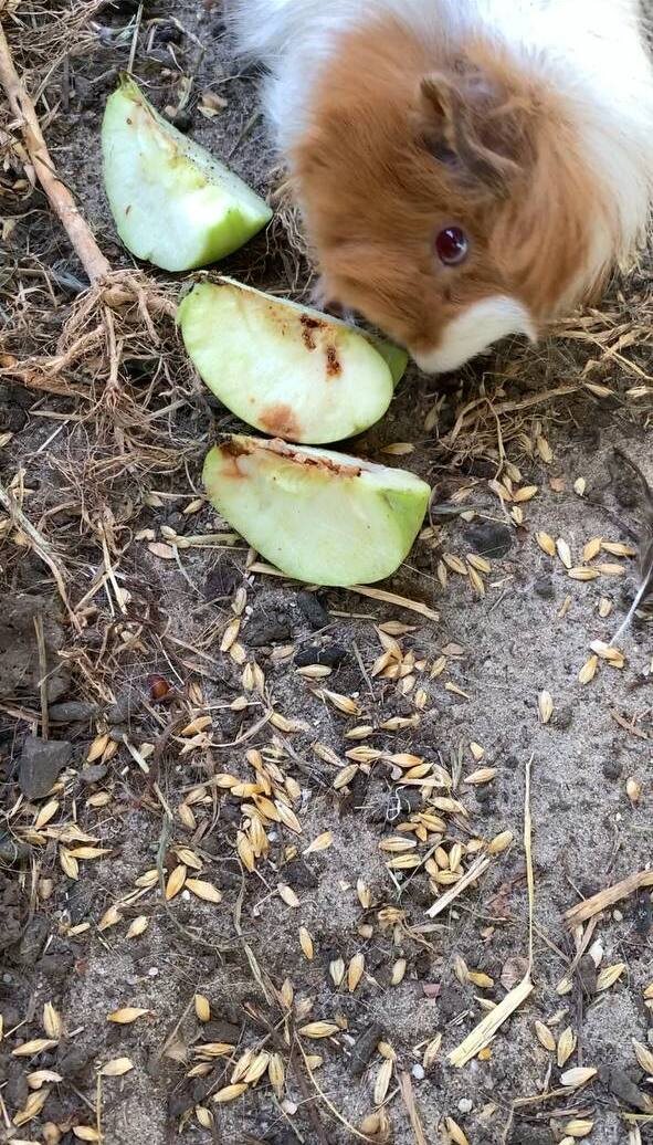 Надюша кушает яблочко