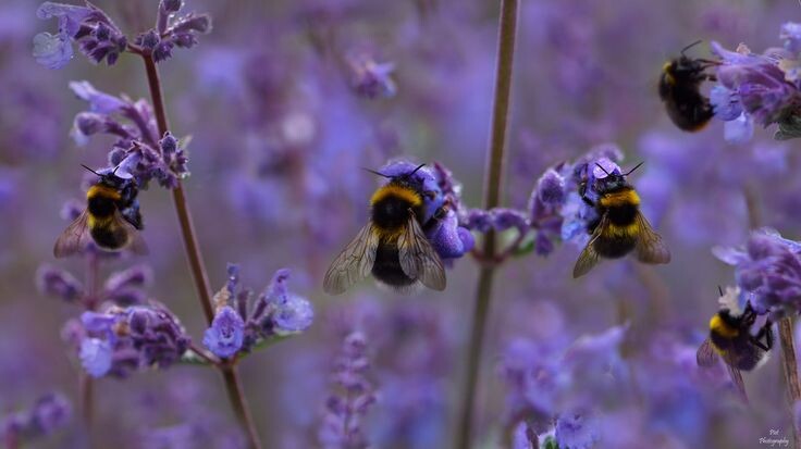 картинка из интернета