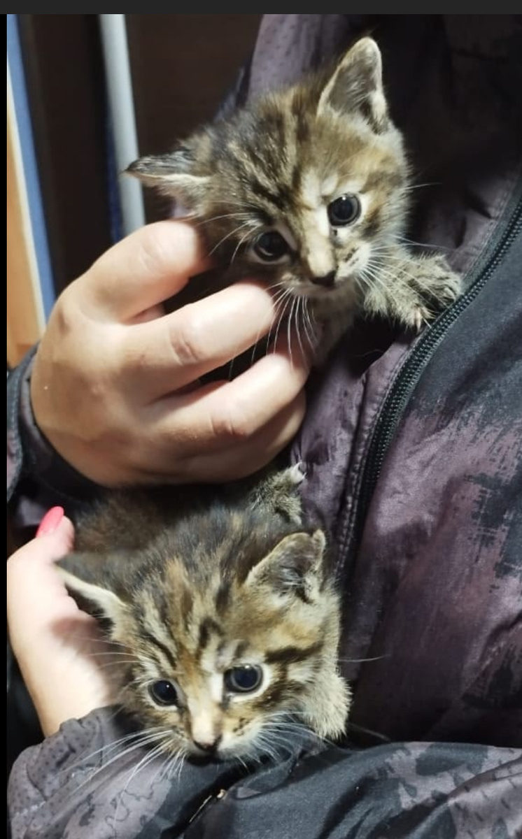 Скрины с публикации Елены Бухтеевой ВК