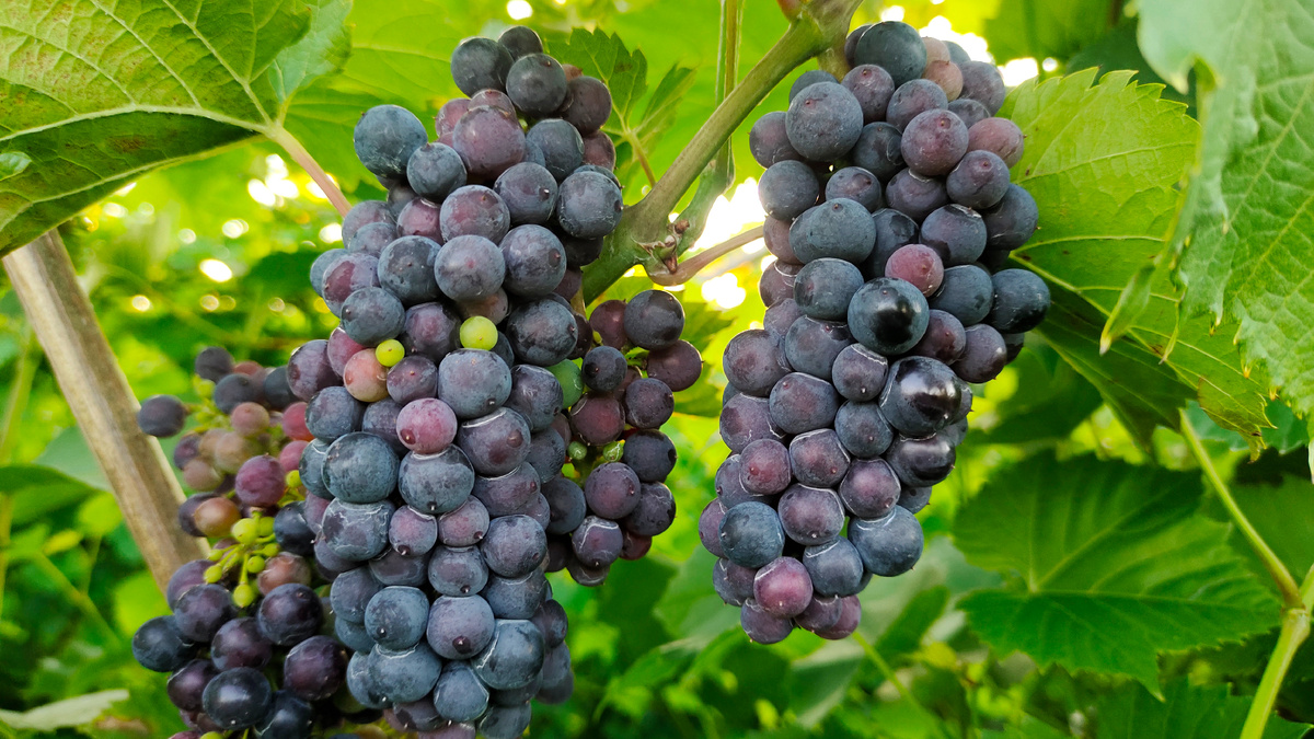 Грозди Фиолетового раннего 