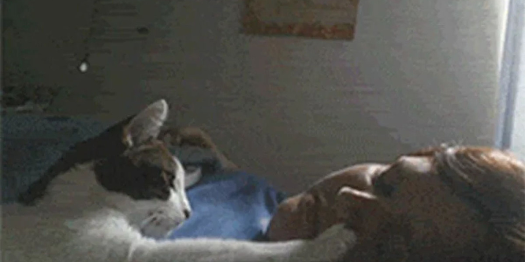 Зачем кошка трогает человека лапкой, а свои лапки трогать не дает – почему