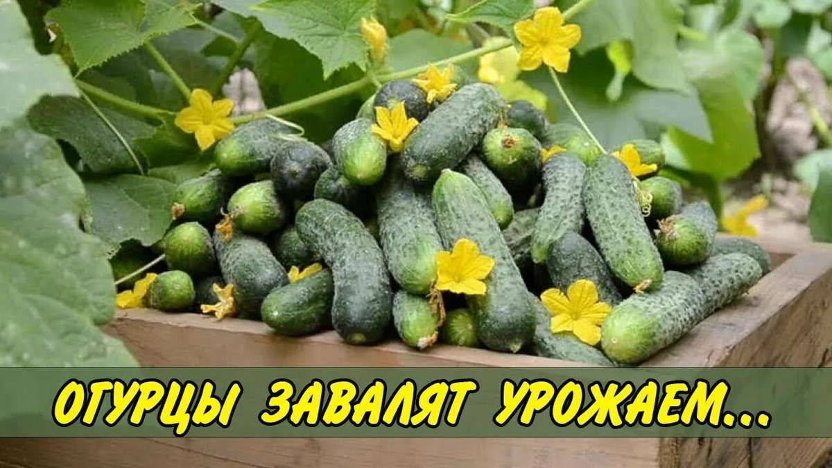 Вот иак и меня, как с этой картинки  завалили