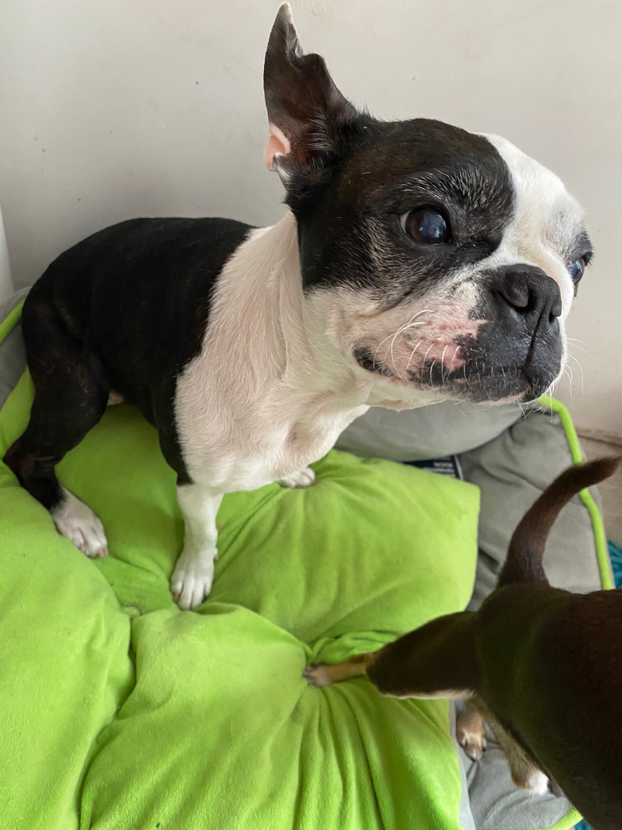 Бостока Жанни