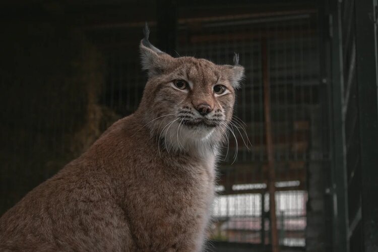 Фестиваль ради животных! На фотографии наша рысь Марыся