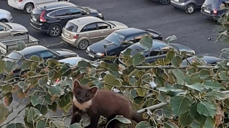    Необычного зверя заметили в Оренбурге: По деревьям прыгала куница