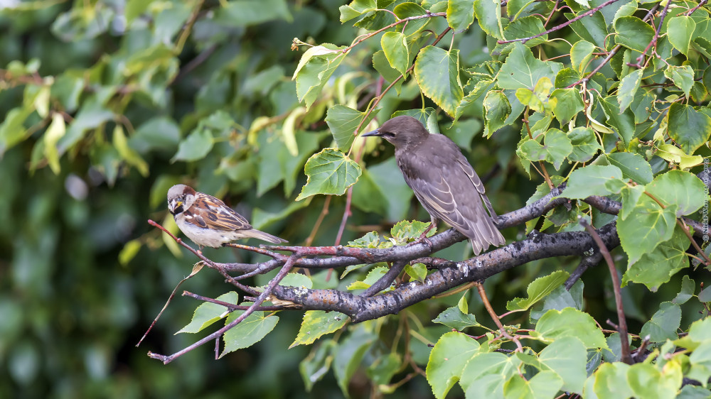 Молодой скворец и воробей домовый © NickFW.ru — 04.07.2025г.