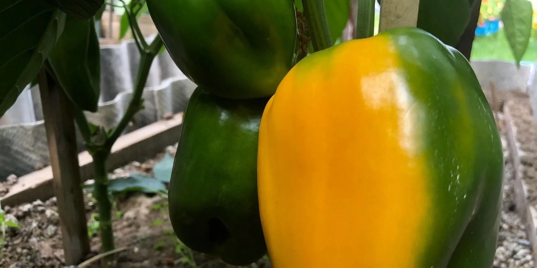 1 ложка под перцы в конце августа, и они растут как сумасшедшие, обильно плодоносят! Лучшая финальная подкормка для перцев