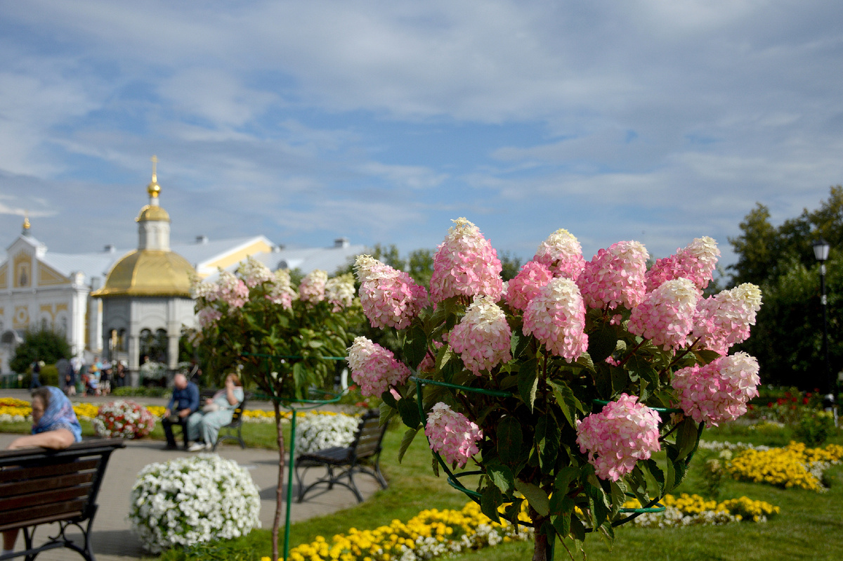 Гортензии и Надкладезная часовня (2012 г.)