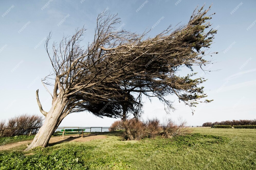    Фото freepik com Веселовские вести