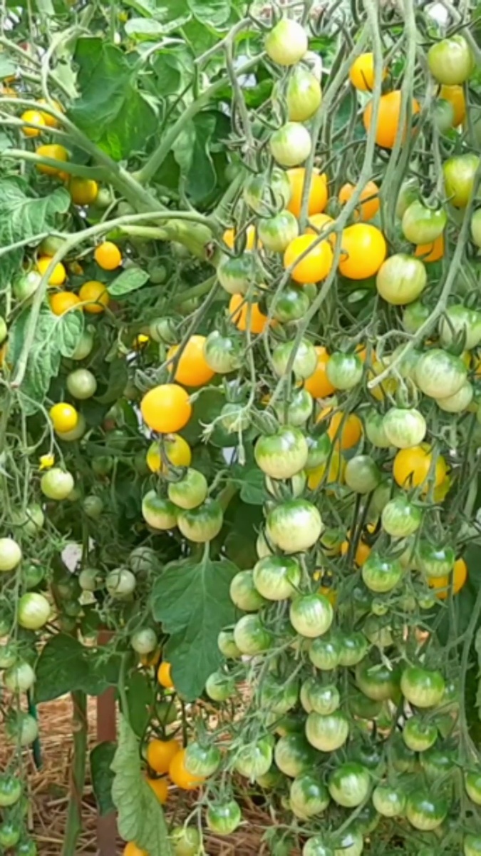 Помидорки, похожие на золотые шарики покрывают культуру от макушки до низа.