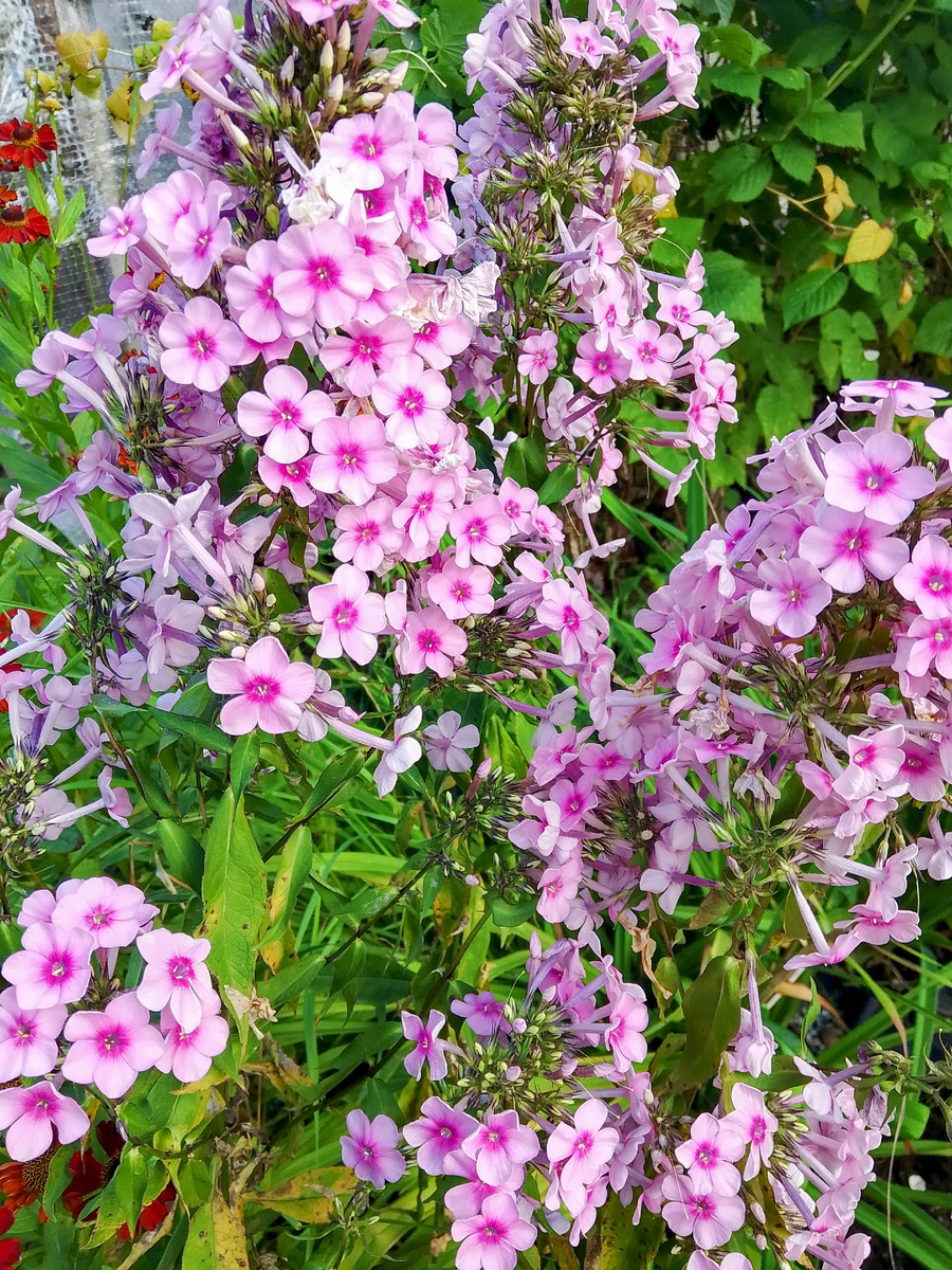 Высокорослый