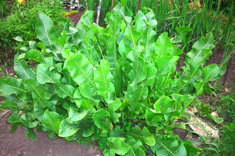 Хрен и его невероятные свойства