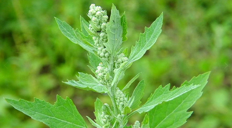 Лебеда и её невероятные свойства