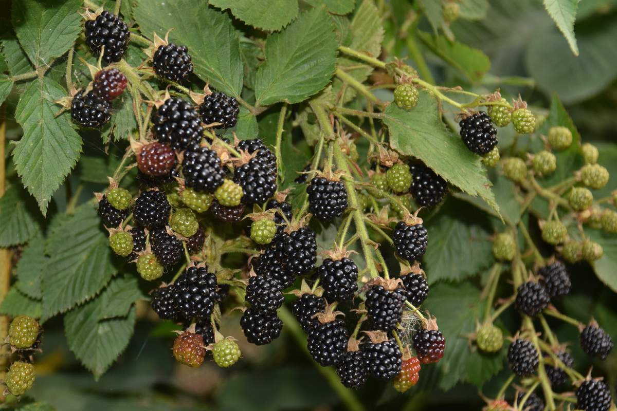 Фото: открытый источник Яндекс Картинки