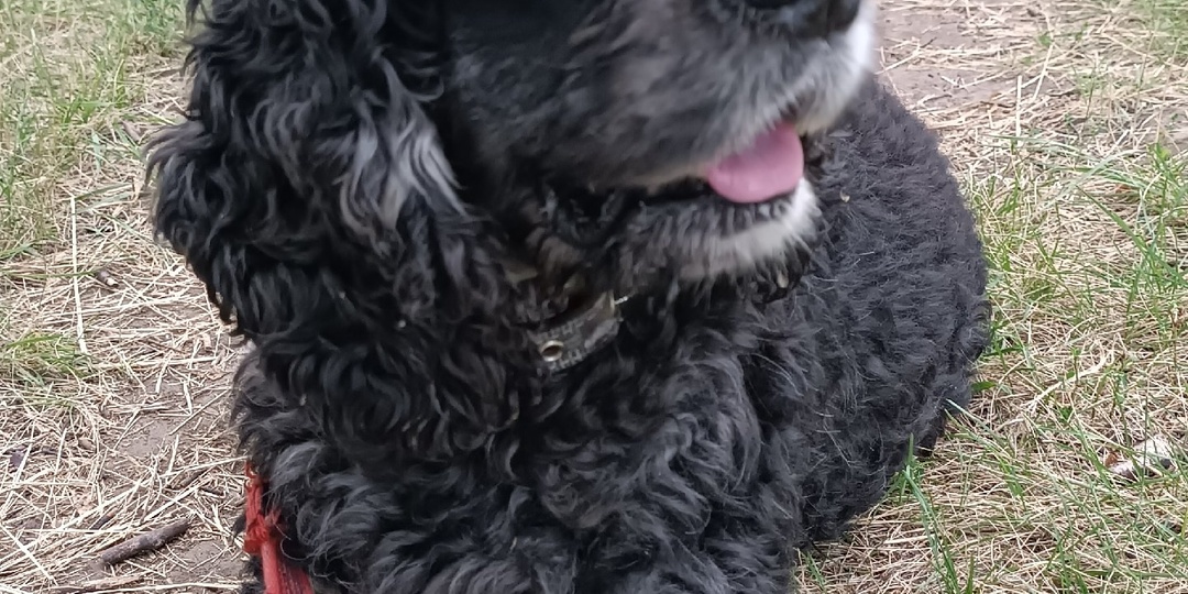 ❗SOS❗ У этого породистого американского кокер-спаниеля заканчивается время! Помогите ему найти дом!