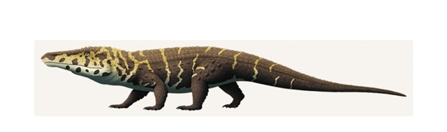 Акаллозух, иллюстрация.