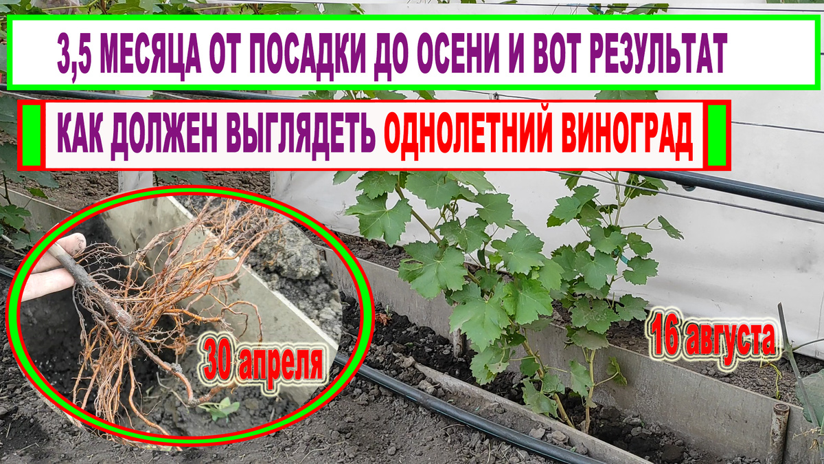 Куст винограда 1 год.