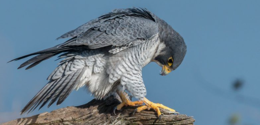 Сапсан, птица рода соколов