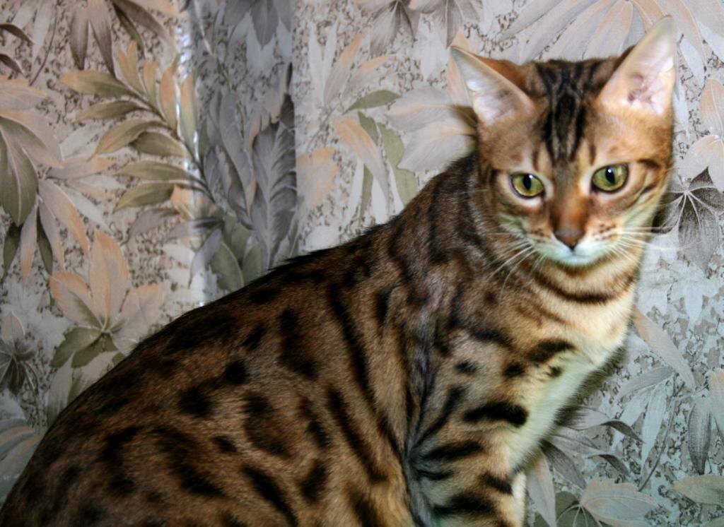 бенгальские кошки, бенгальские котята