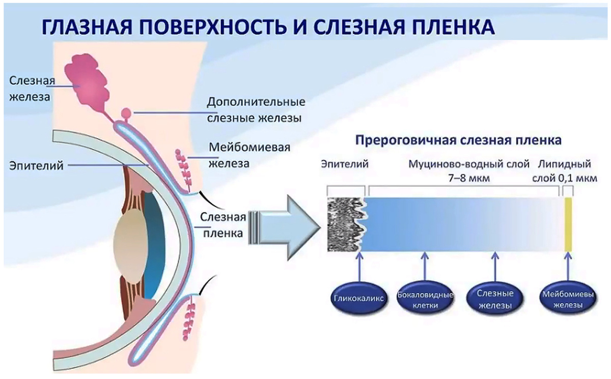 Рисунок 1. Глазная поверхность и слезная пленка (from Kanski & Bowling. Clinical Ophthalmology, 7edn. Elsevier, 2011)
