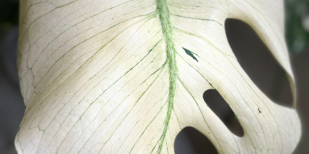 Монстера Вайт Монстр