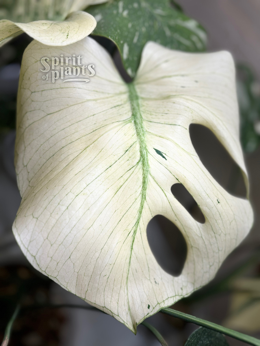 Монстера Вайт Монстр