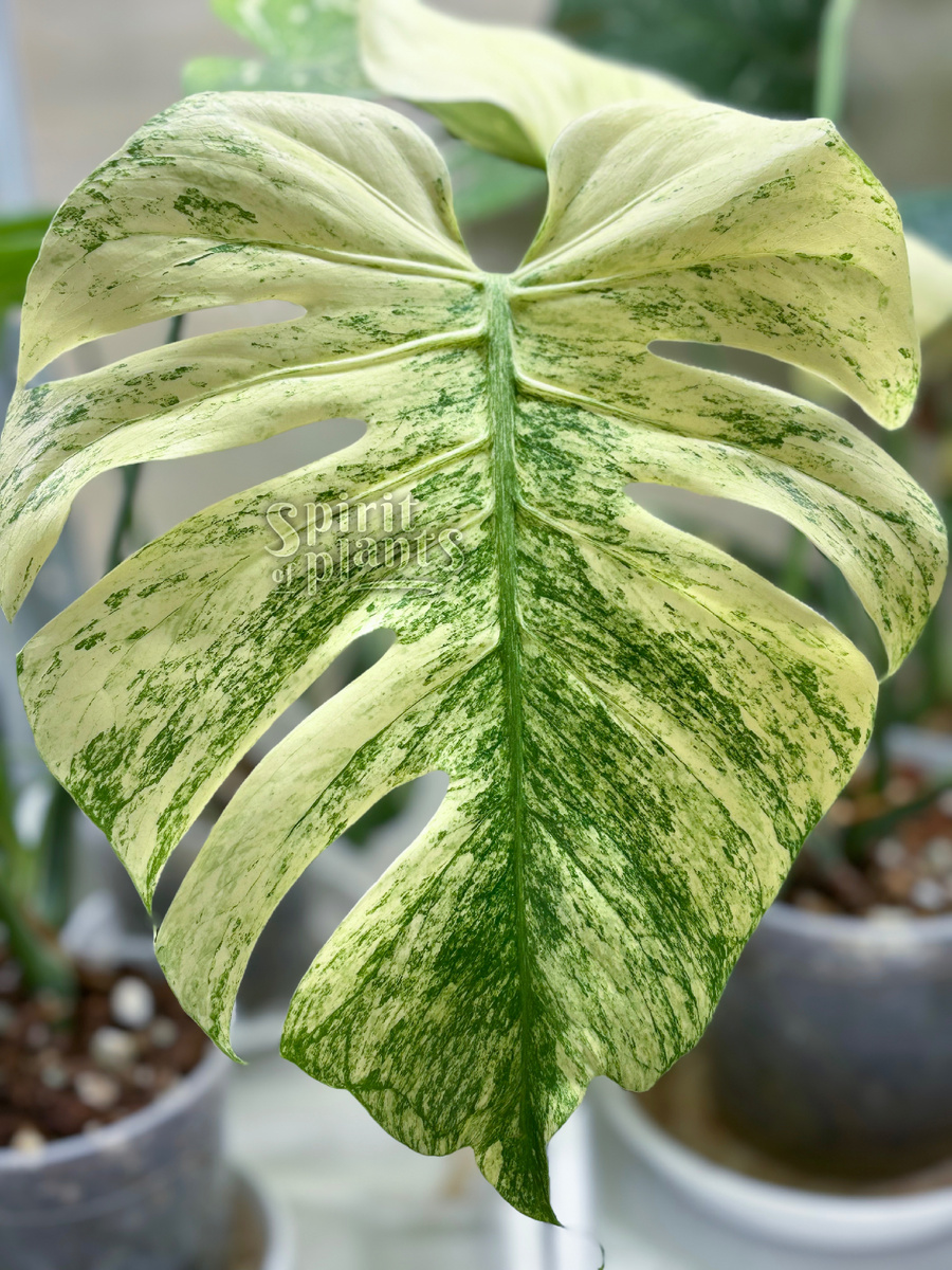 Монстера Вайт Монстр