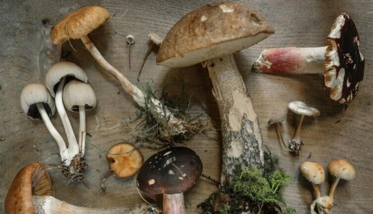    Как «правильно» есть грибы и зачем их измельчать? Фото: по лицензии