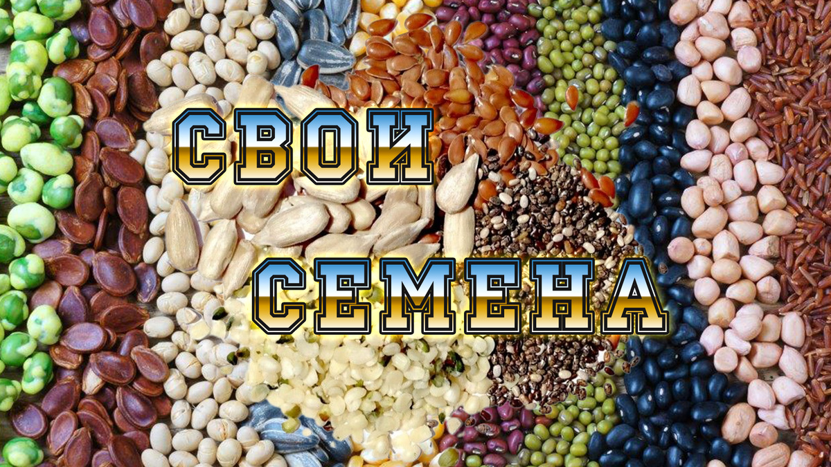 Как собрать свои семена для посева.