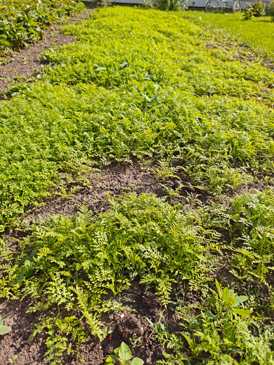 Фацелия после чеснока