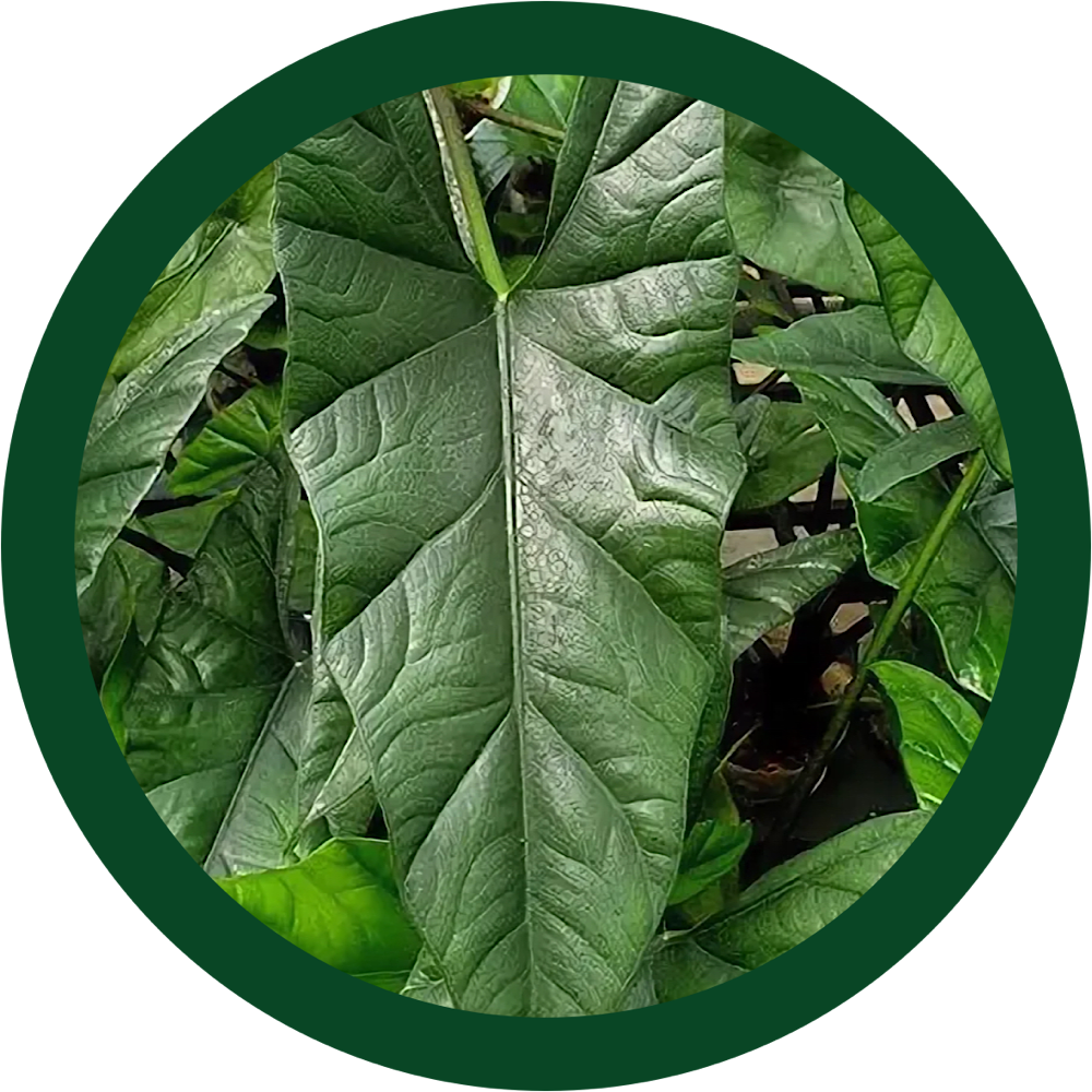 Фото из интернета 