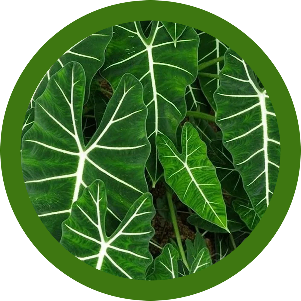 Фото из интернета 