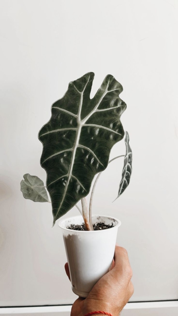 Алоказия полли