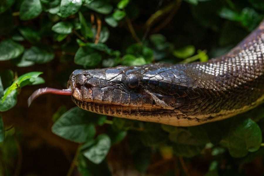     / Источник: © IMAGO/Volker Hohlfeld/ТАСС