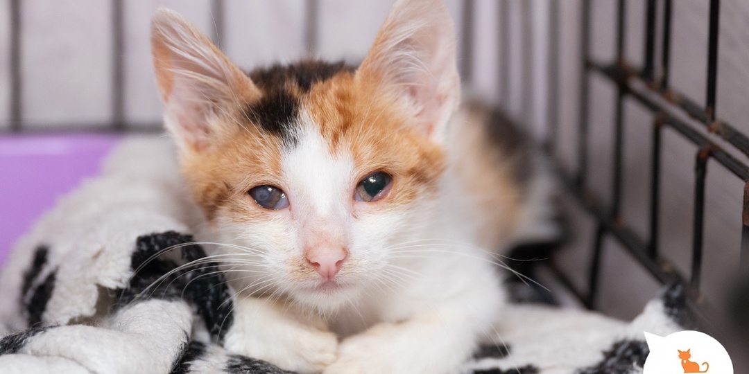 То самое сердечко, которое ждёт вас