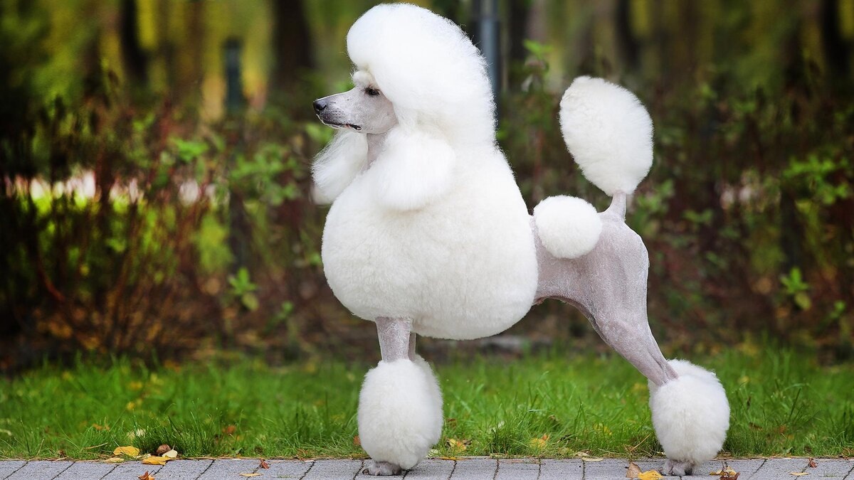 белый королевский пудель