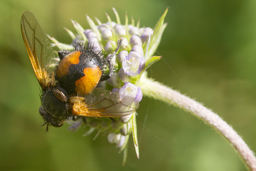 Фотография взята из открытых источников