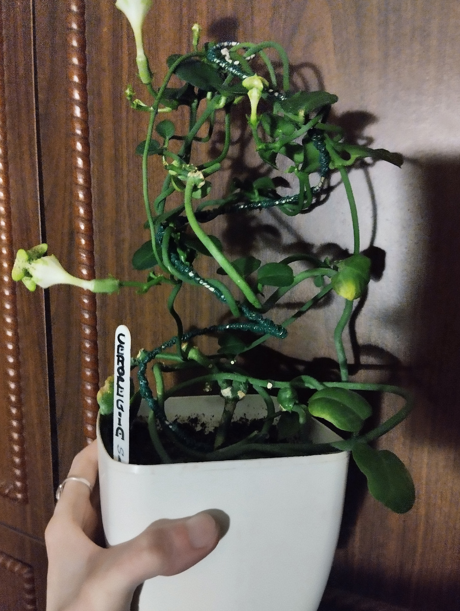 Не смотря на то, что этот экземпляр пожил много лет и состарился, обильно цвести ему это не мешает. 