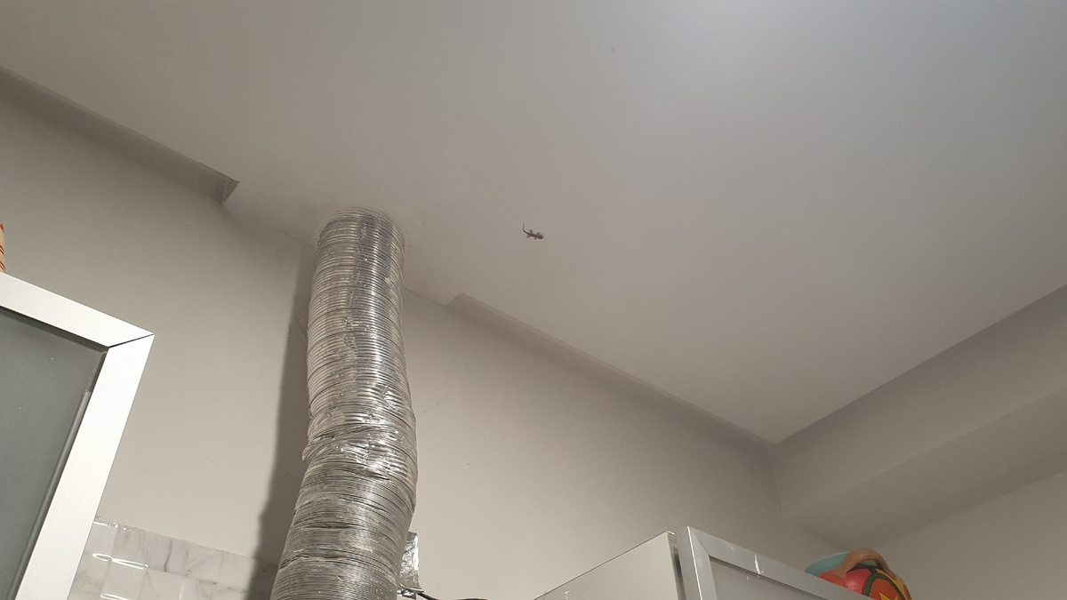 Геккон на потолке