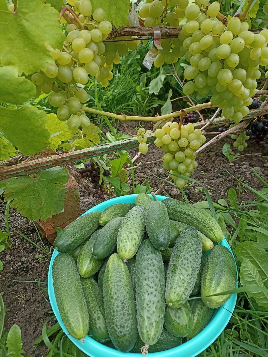 По традиции огурцы фотографирую на фоне винограда. Муж просил)) 