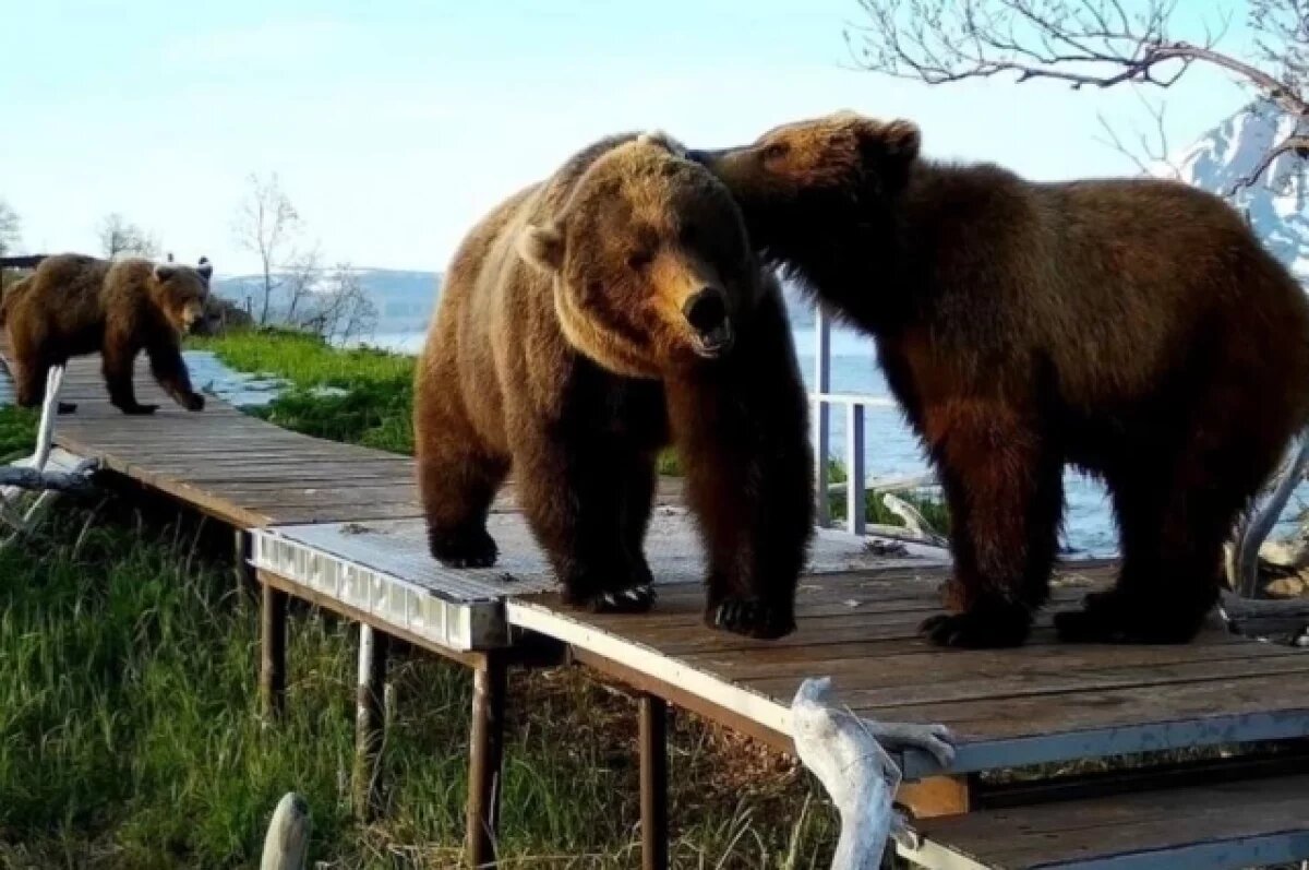    В Кроноцком заповеднике молодые медведицы сформировали «банду»