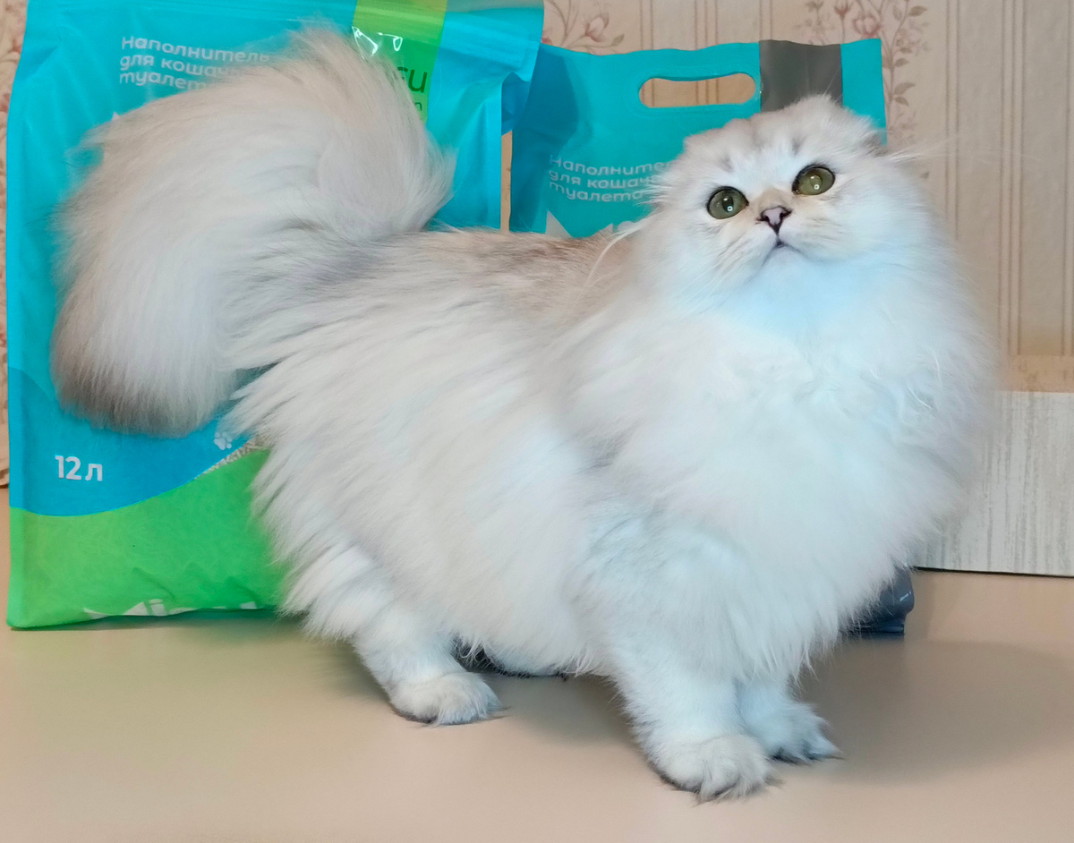 Шотландская кошечка Ромашка