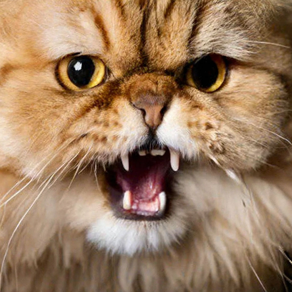 Кошка шипит