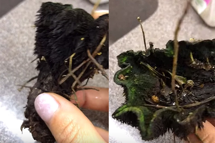    Фото и видео: группа «Грибные истории НСО» в соцсети «ВКонтакте»